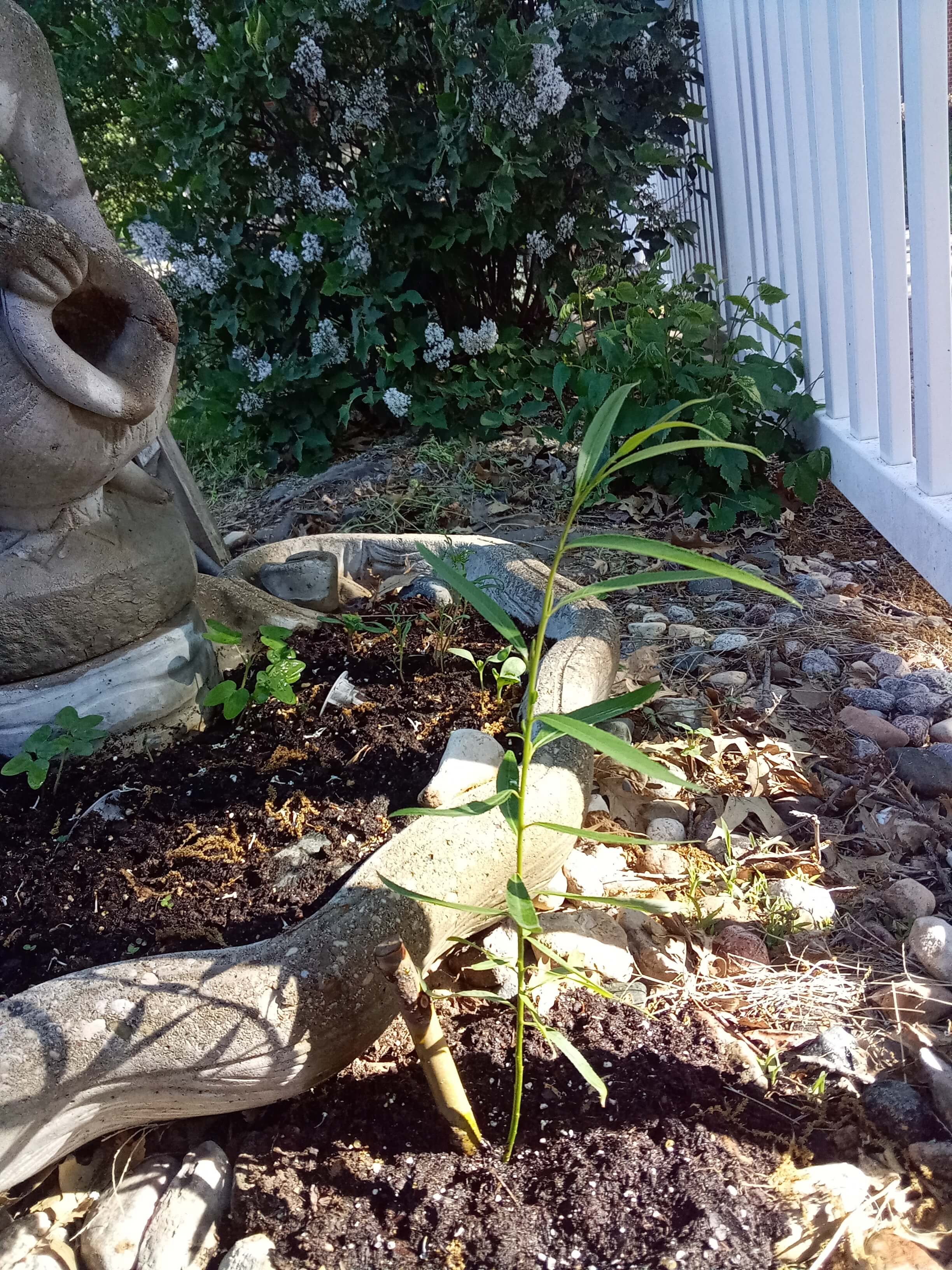 Bamboo Plant